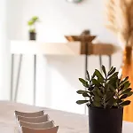 Apartment Oha Cases *
